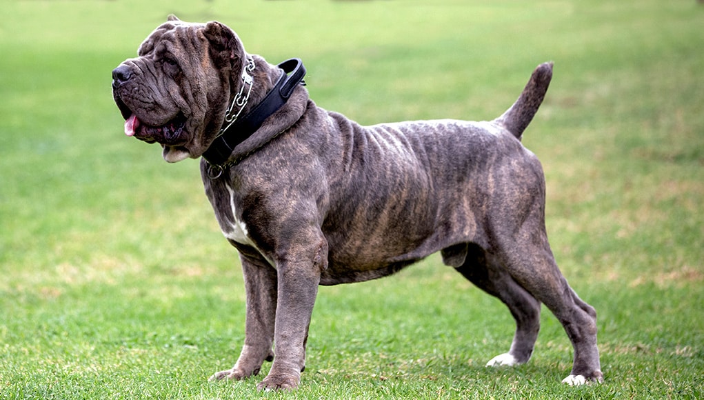 Grizzly the Cane Corso